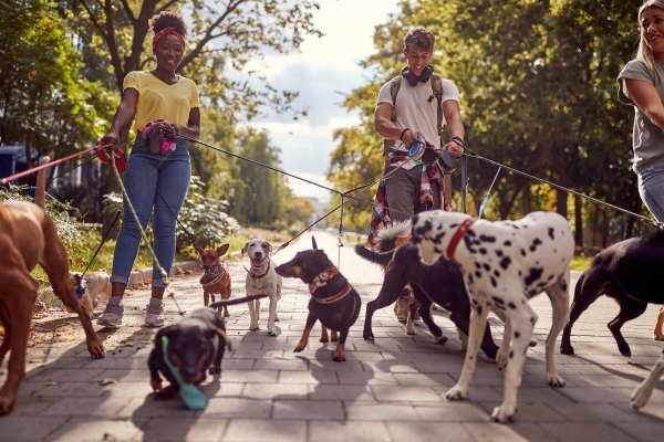 Mehrere Menschen gehen mit zahlreichen Hunden an der Leine gemeinsam auf einem Weg spazieren.